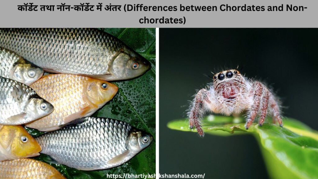 कॉर्डेट तथा नॉन-कॉर्डेट में अंतर (Differences between Chordates and Non-chordates)