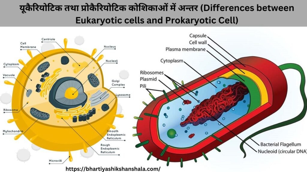 यूकैरियोटिक तथा प्रोकैरियोटिक कोशिकाओं में अन्तर (Differences between Eukaryotic cells and Prokaryotic Cell)