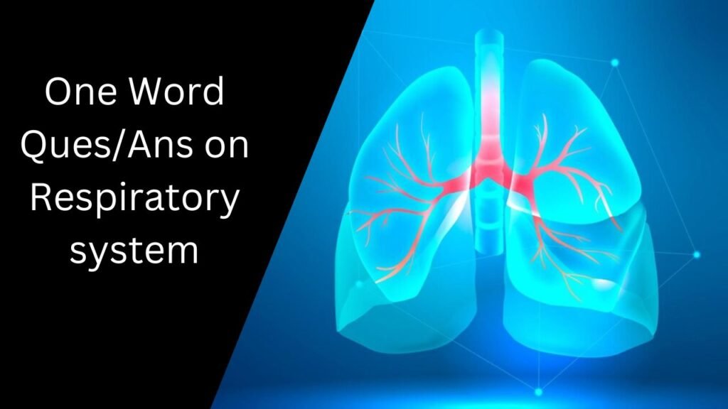 One Word Ques/Ans on Respiratory system