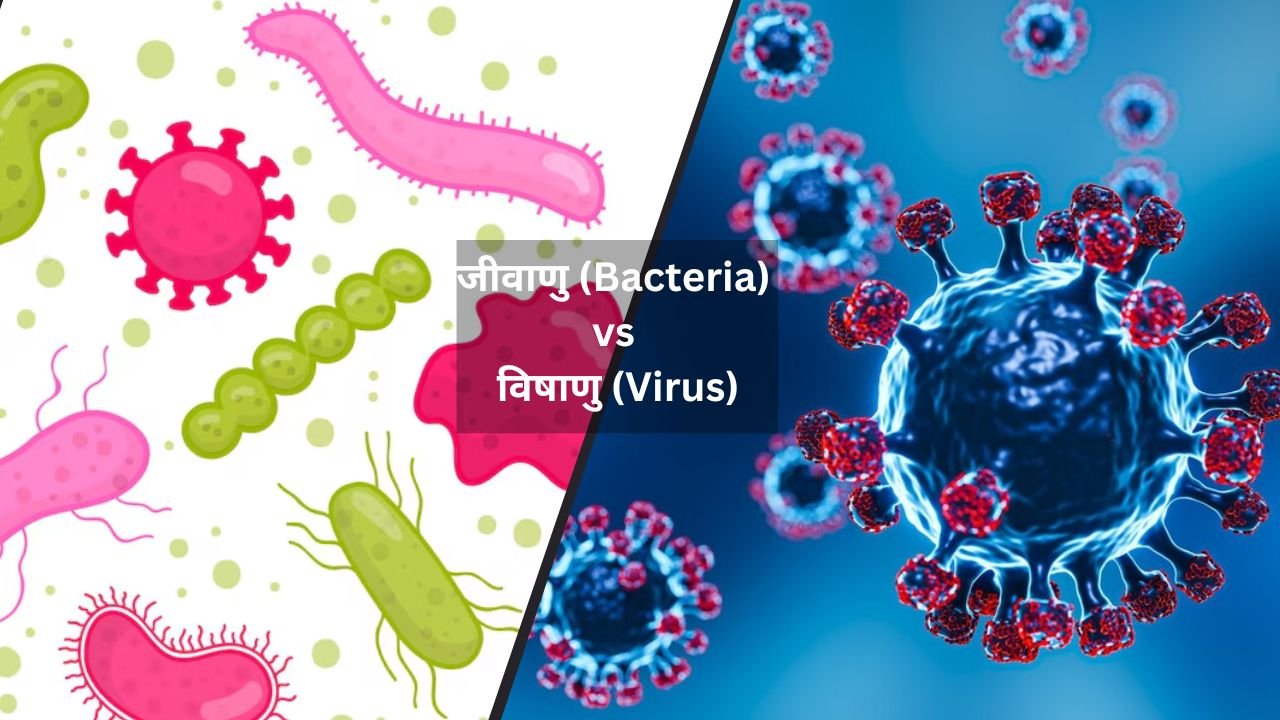 जीवाणु (Bacteria) तथा विषाणु (Virus) में अंतर