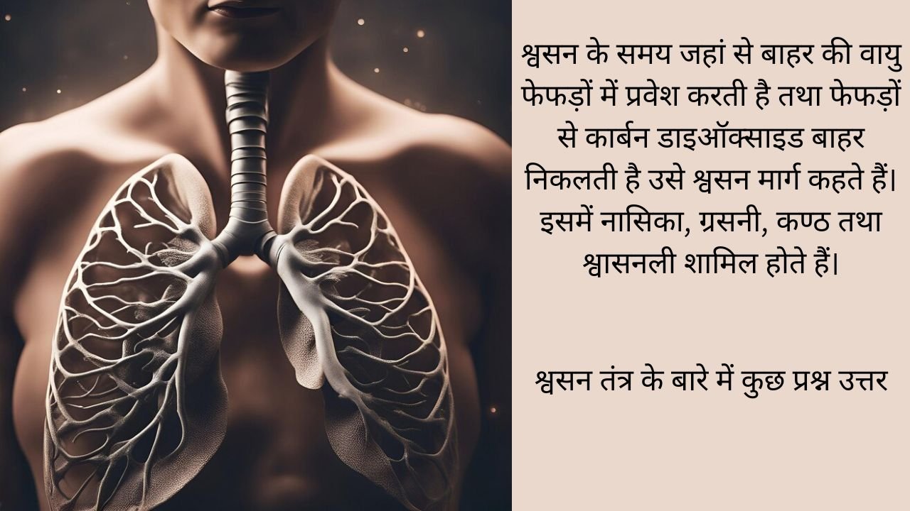 मानव श्वसन तंत्र पर प्रश्न उत्तर (Quest/ans on human respiratory system)