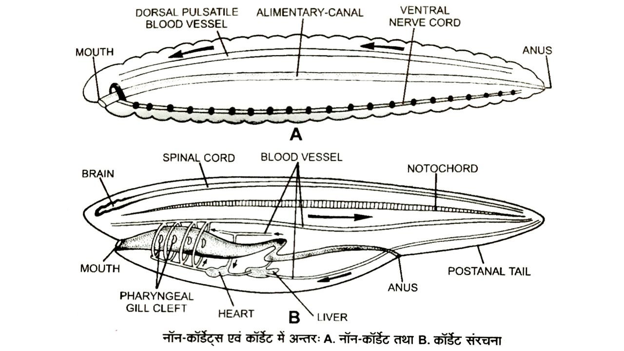 कॉर्डेट तथा नॉन-कॉर्डेट में अंतर (Differences between Chordates and Non-chordates)