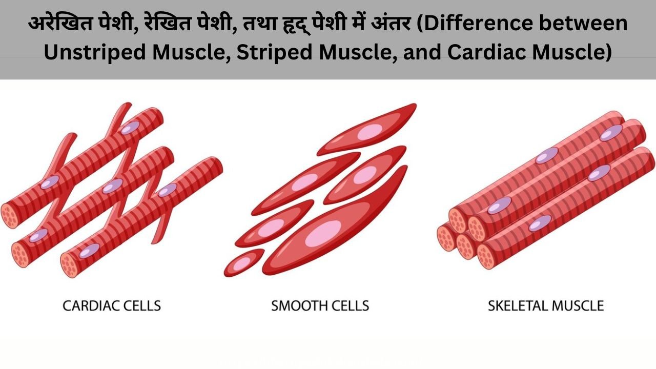 अरेखित पेशी, रेखित पेशी, तथा हृद् पेशी में अंतर (Difference between Unstriped Muscle, Striped Muscle, and Cardiac Muscle)