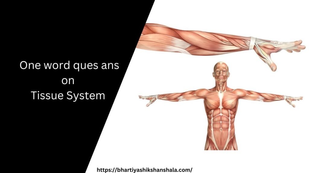 One word ques ans on tissue system