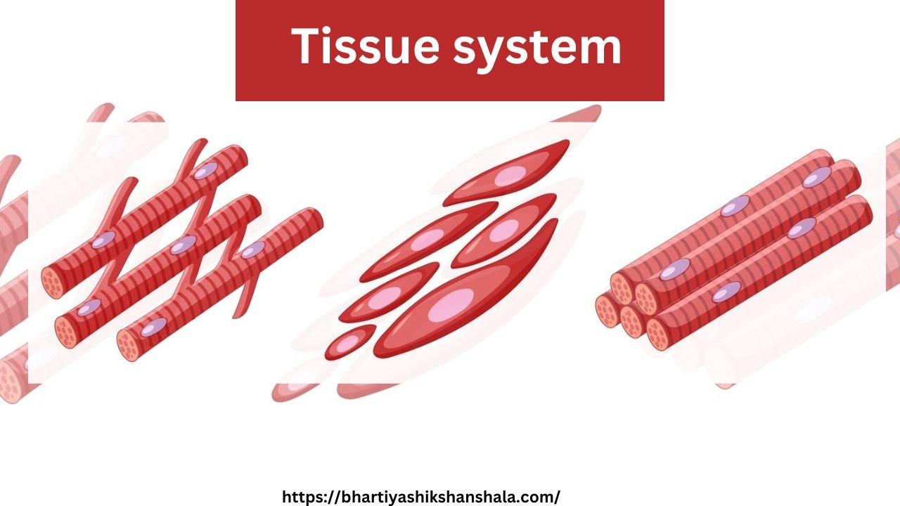 ऊतक तंत्र पर प्रश्न उत्तर (Question Answer on Tissue System)