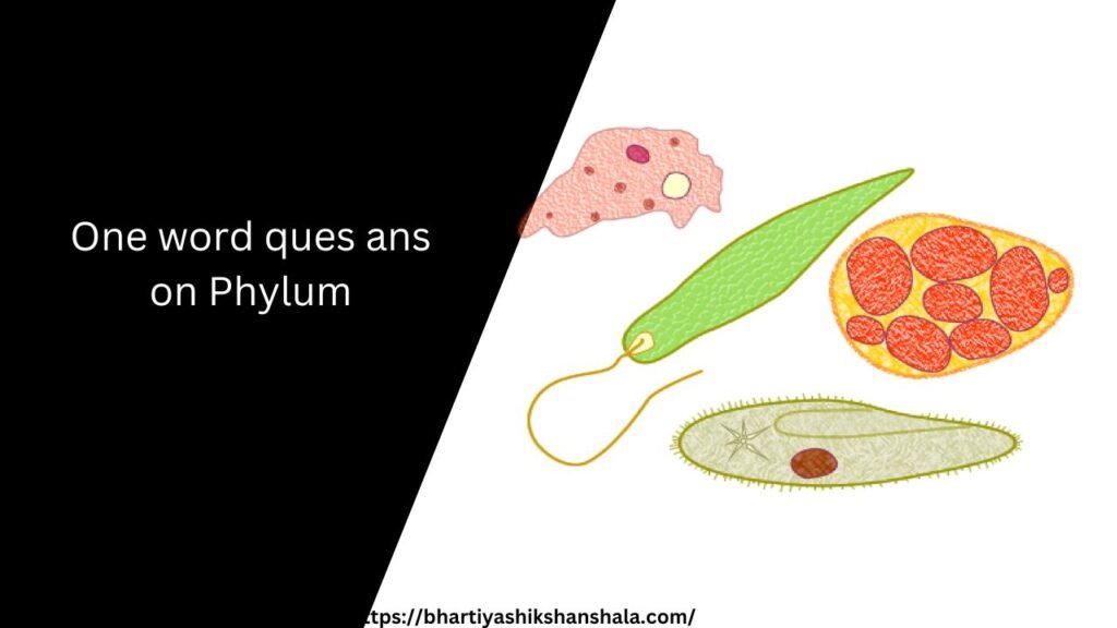 One word ques ans on Phylum