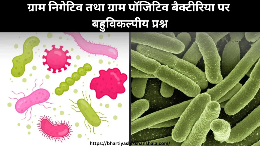 MCQs on gram-positive and gram-negative bacteria