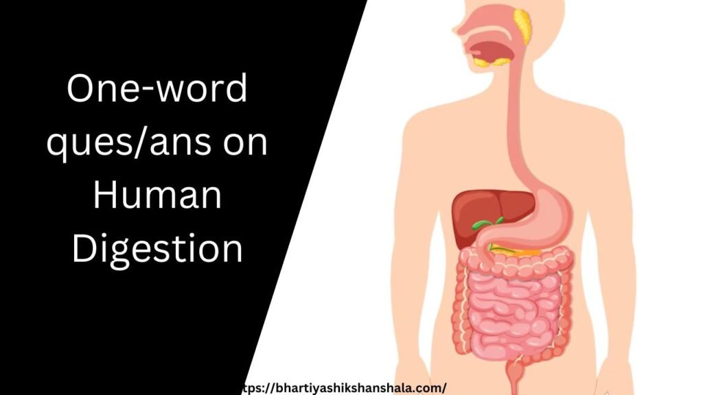 One-word ques/ans on Human Digestion