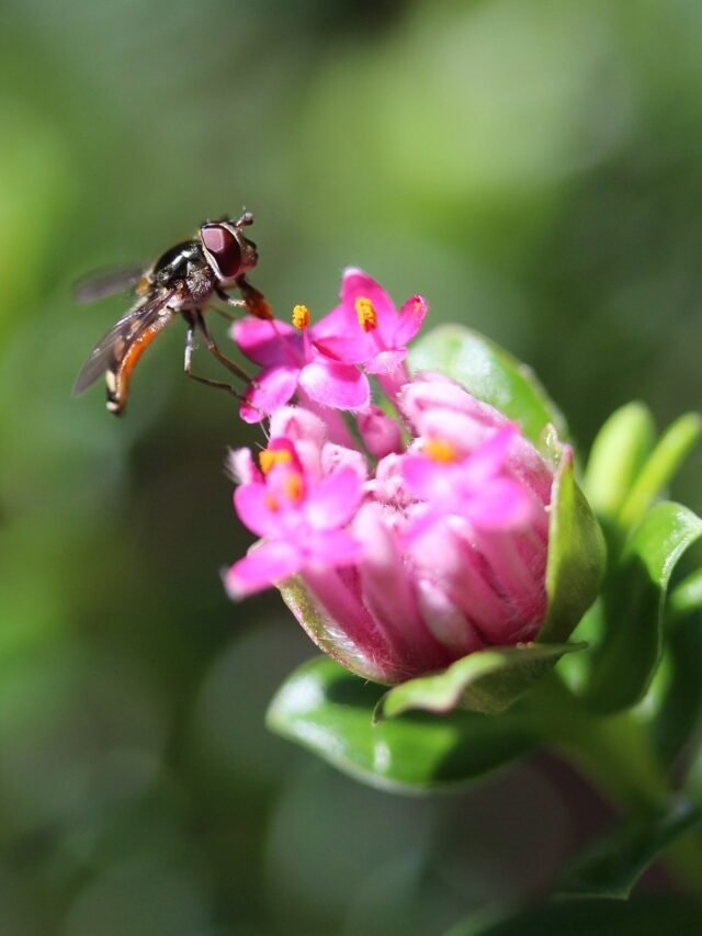 hoverfly-8276627_1280