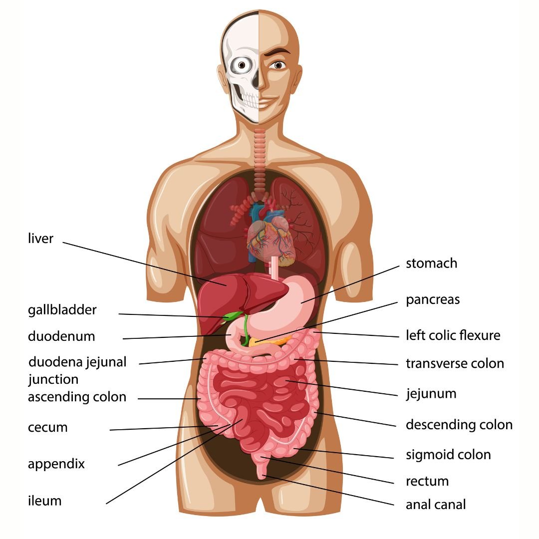 पाचन तंत्र पर बहुविकल्पीय प्रश्न (MCQs on the Digestive System)