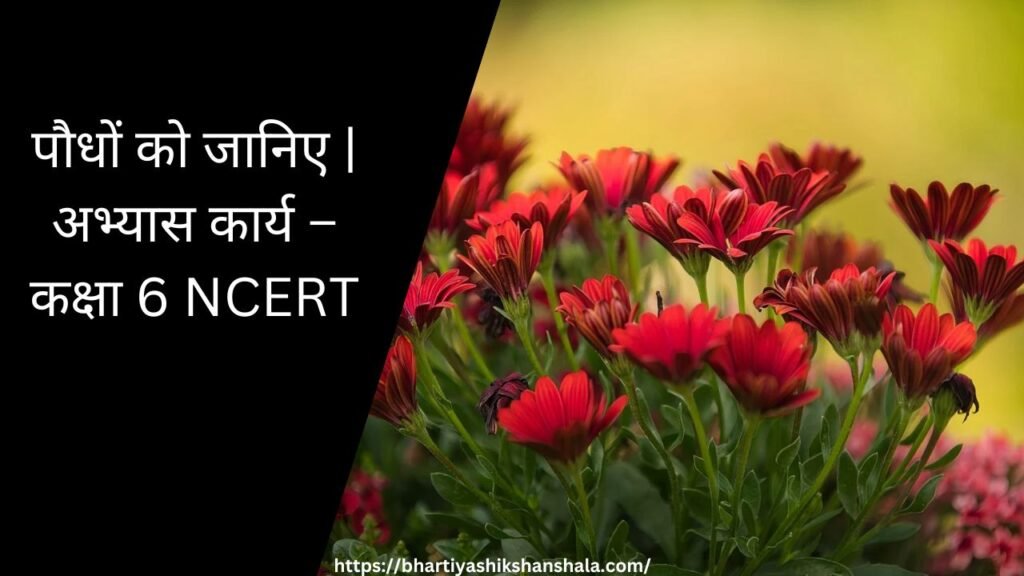 पौधों को जानिए | अभ्यास कार्य - कक्षा 6 NCERT