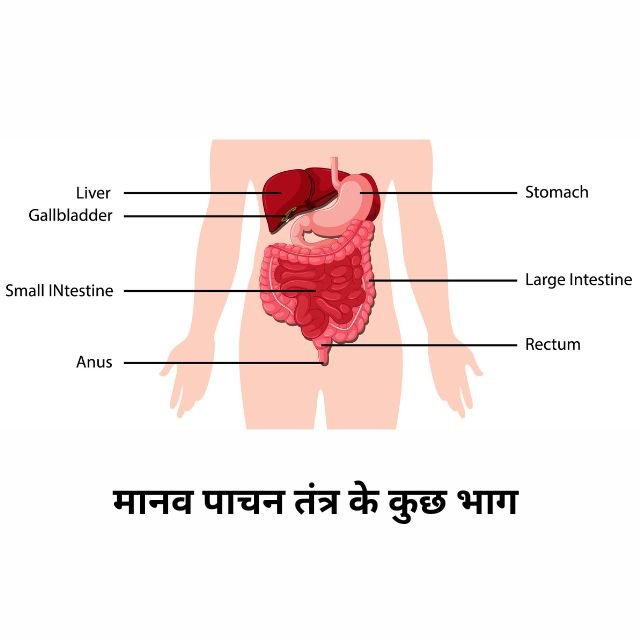 प्राणियों में पोषण | प्रश्न - उत्तर - कक्षा 7 NCERT