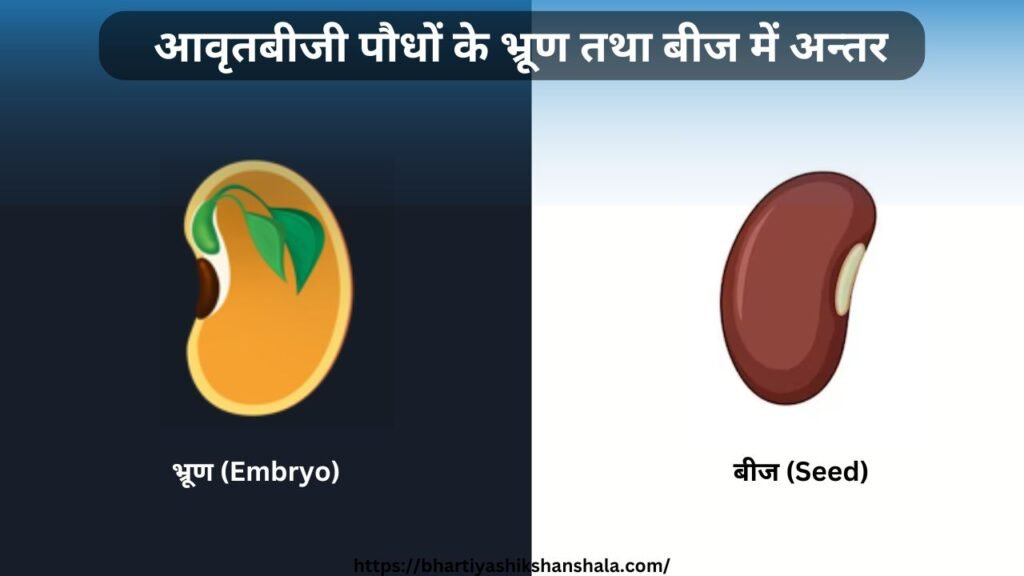 आवृतबीजी पौधों के भ्रूण (Embryo) तथा बीज (Seed) में अन्तर