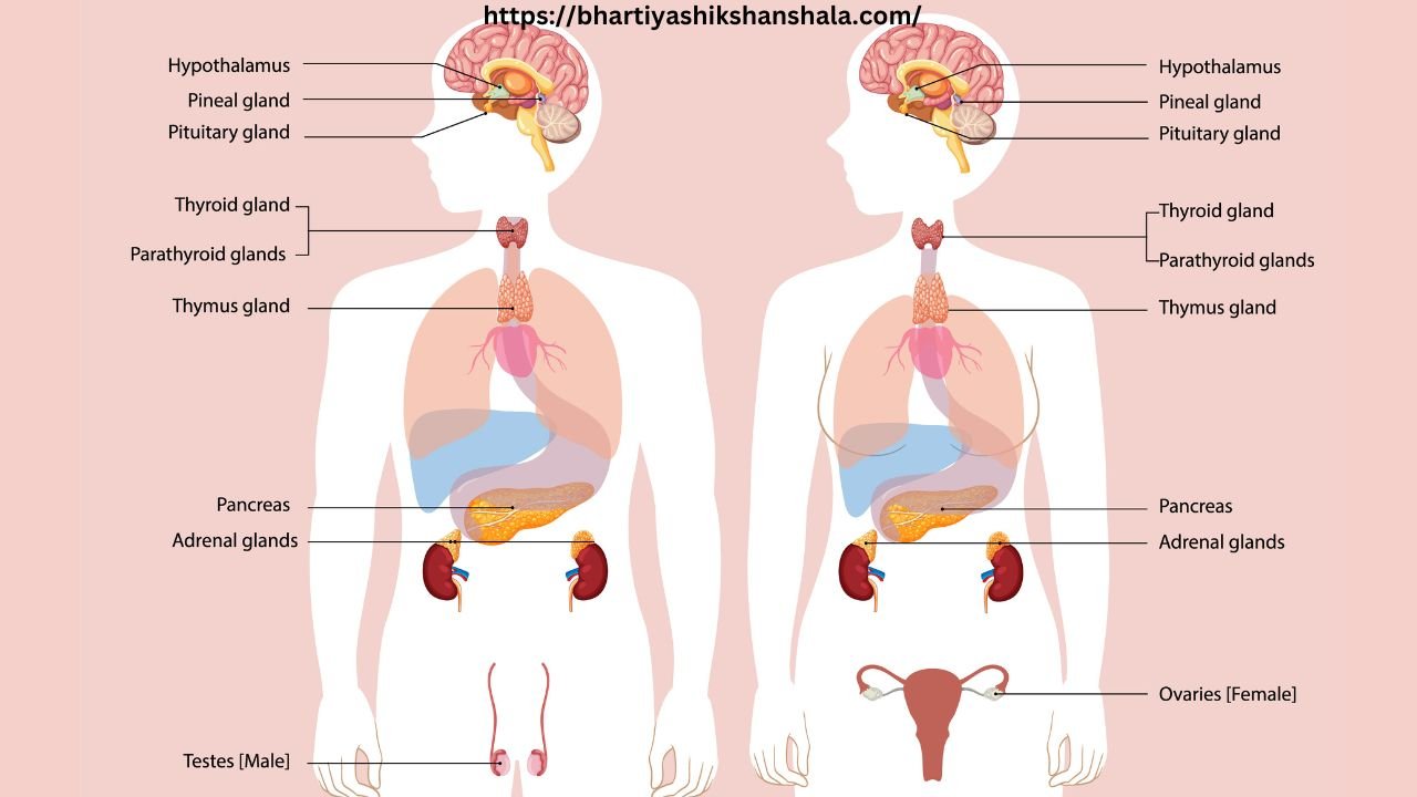 मनुष्य की अंतःस्रावी ग्रंथि पर बहुविकल्पीय प्रश्न (Multiple-choice question on endocrine glands)