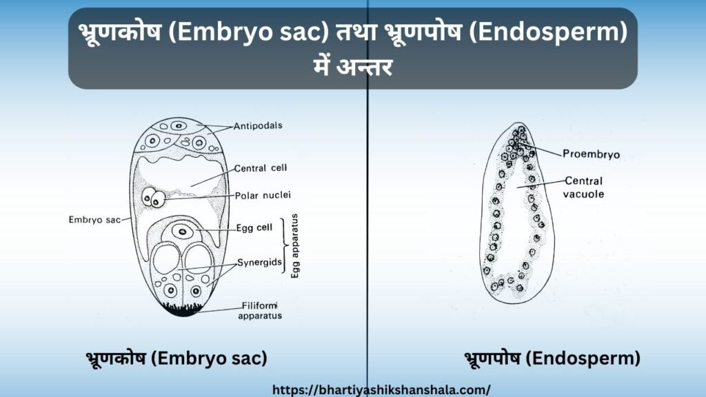 भ्रूणकोष (Embryo sac) तथा भ्रूणपोष (Endosperm) में अन्तर