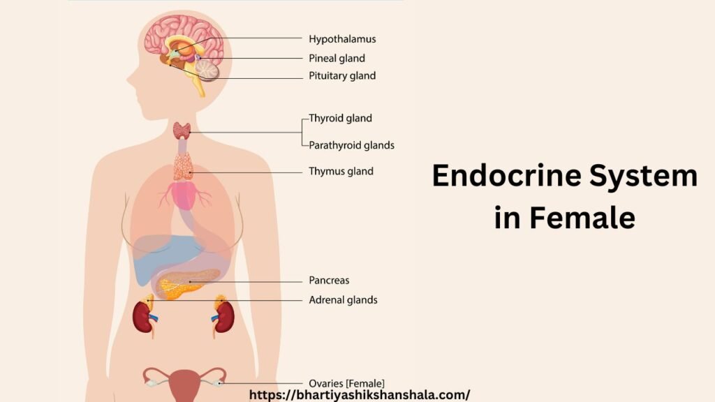 अंतःस्रावी तंत्र पर प्रश्न-उत्तर (Short ques/ans on Endocrine System)