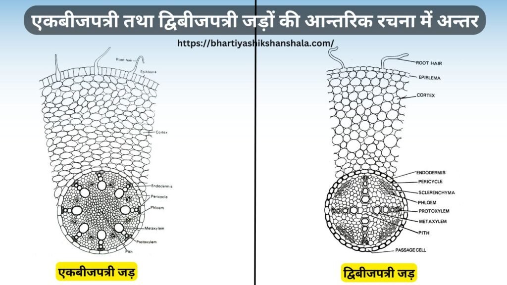 एकबीजपत्री तथा द्विबीजपत्री जड़ों की आन्तरिक रचना में अन्तर