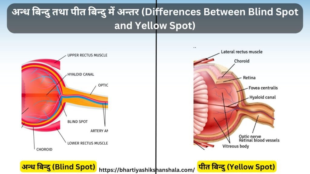 अन्ध बिन्दु तथा पीत बिन्दु में अन्तर (Differences Between Blind Spot and Yellow Spot)