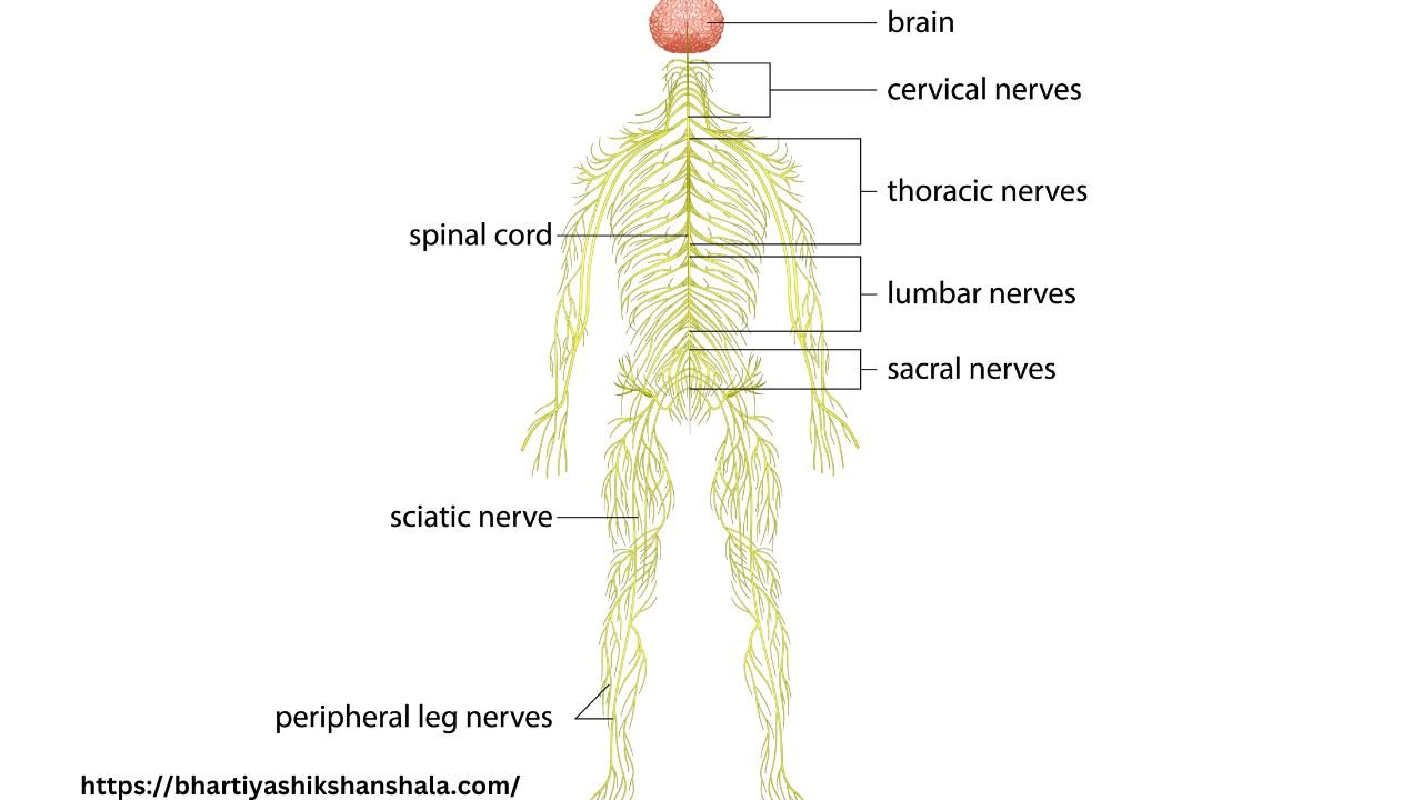 Short ques/ans on Neural Control