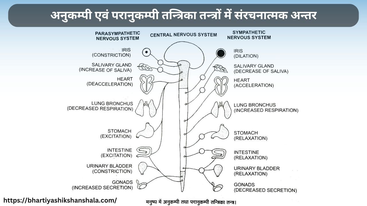 अनुकम्पी एवं परानुकम्पी तन्त्रिका तन्त्र में संरचनात्मक अन्तर (Structural Differences in Sympathetic and Parasympathetic Nervous Systems)