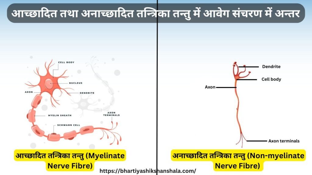 आच्छादित तथा अनाच्छादित तन्त्रिका तन्तु में आवेग संचरण में अन्तर 