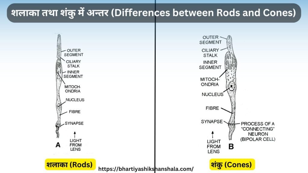 शलाका तथा शंकु में अन्तर (Differences between Rods and Cones) 