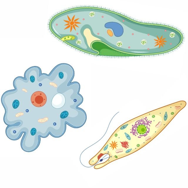 image of amoeba, paramecium and euglena