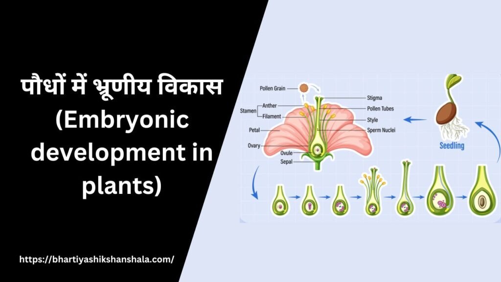 पौधों में भ्रूणीय विकास पर बहुविकल्पीय प्रश्न| in hindi