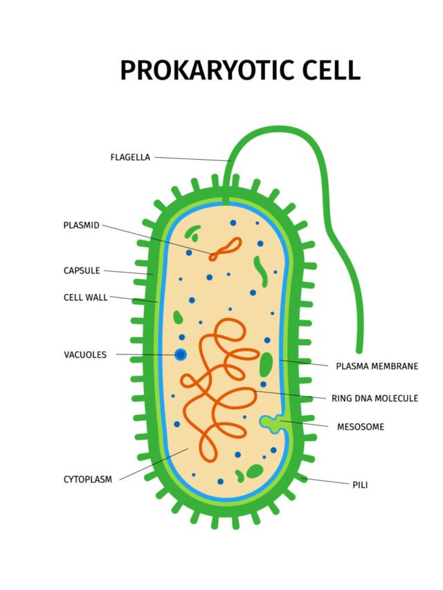 जीवाणु कोशिका की रचना (Structure of a Bacterial Cell)