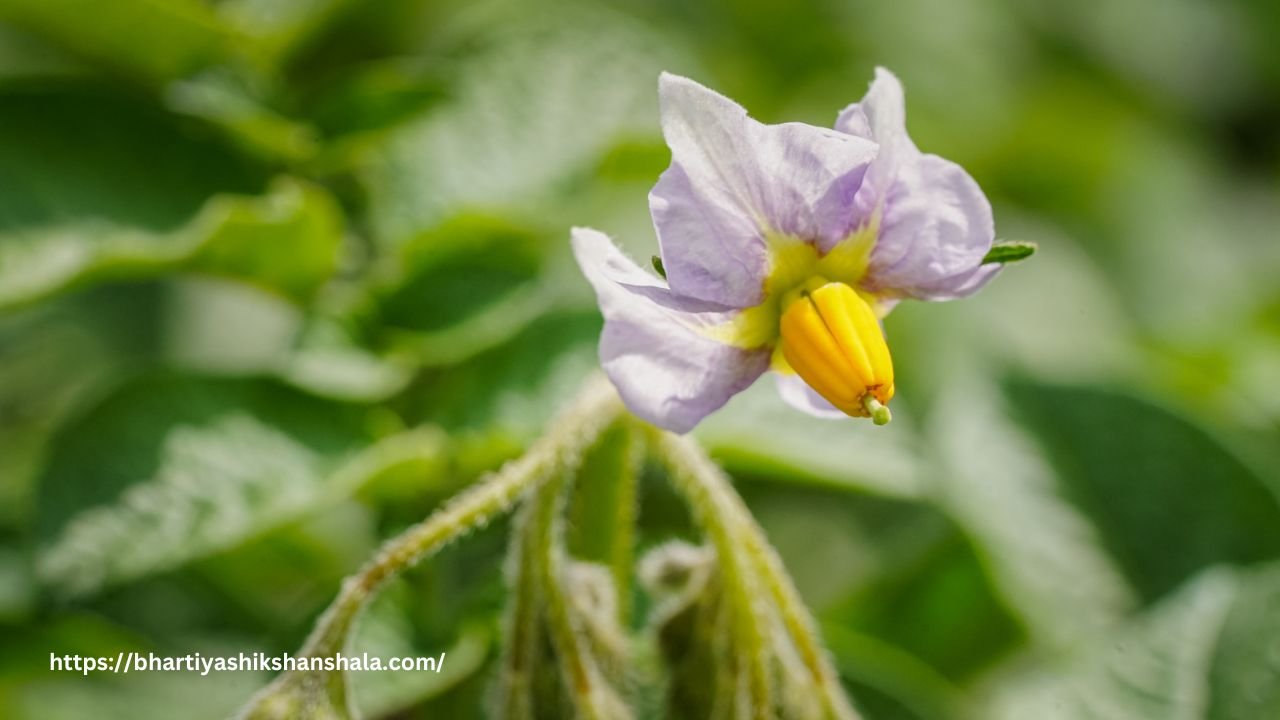 आवृतबीजी पौधे का चित्र