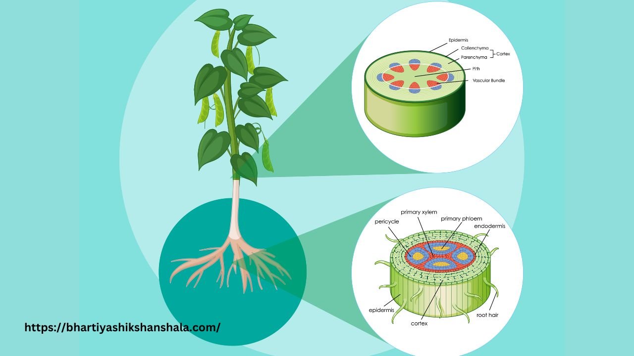 Labeled diagram of a plant showing its taxonomic description