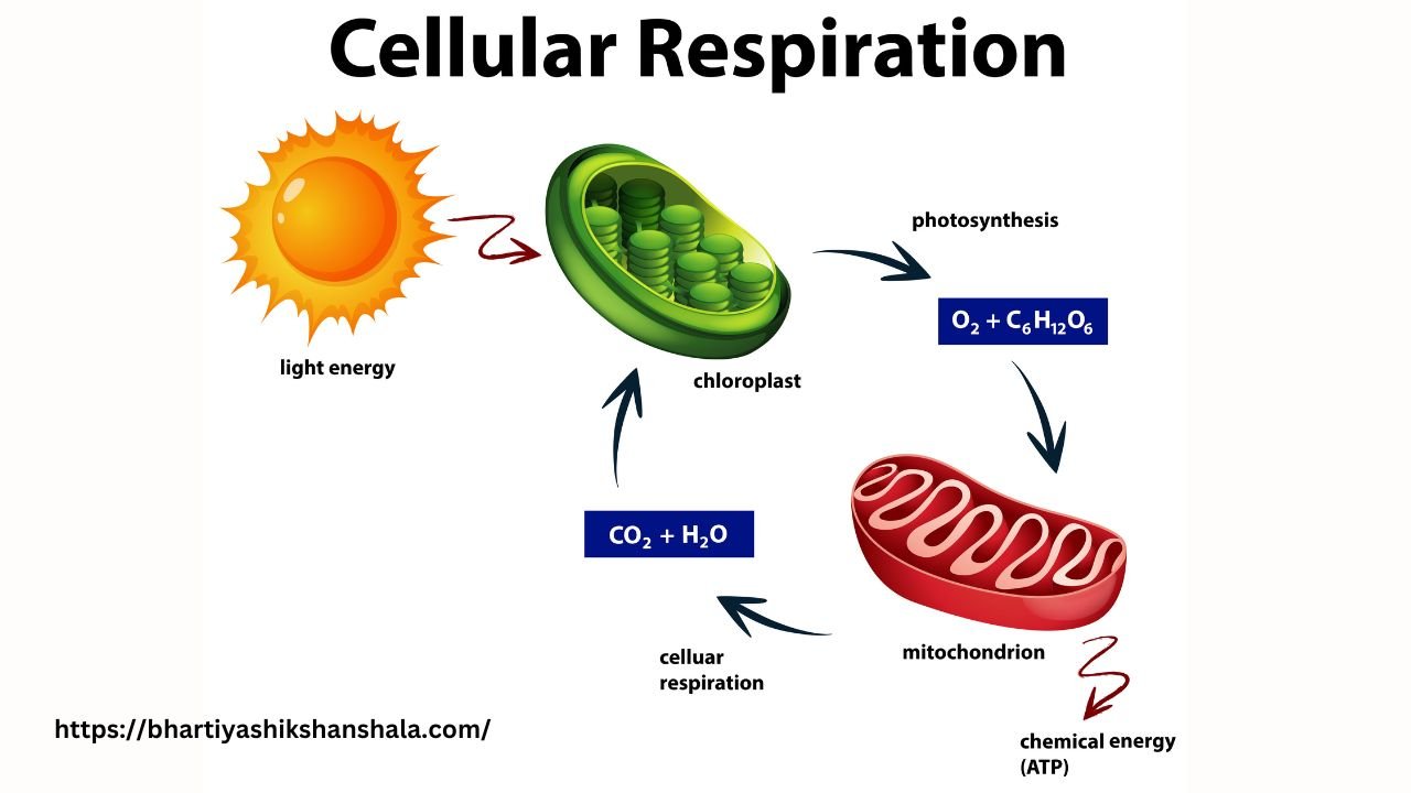 ग्लाइकोलाइसिस तथा क्रेब्स चक्र क्रिया पर बहुविकल्पीय प्रश्न (MCQ on glycolysis and the Krebs cycle)