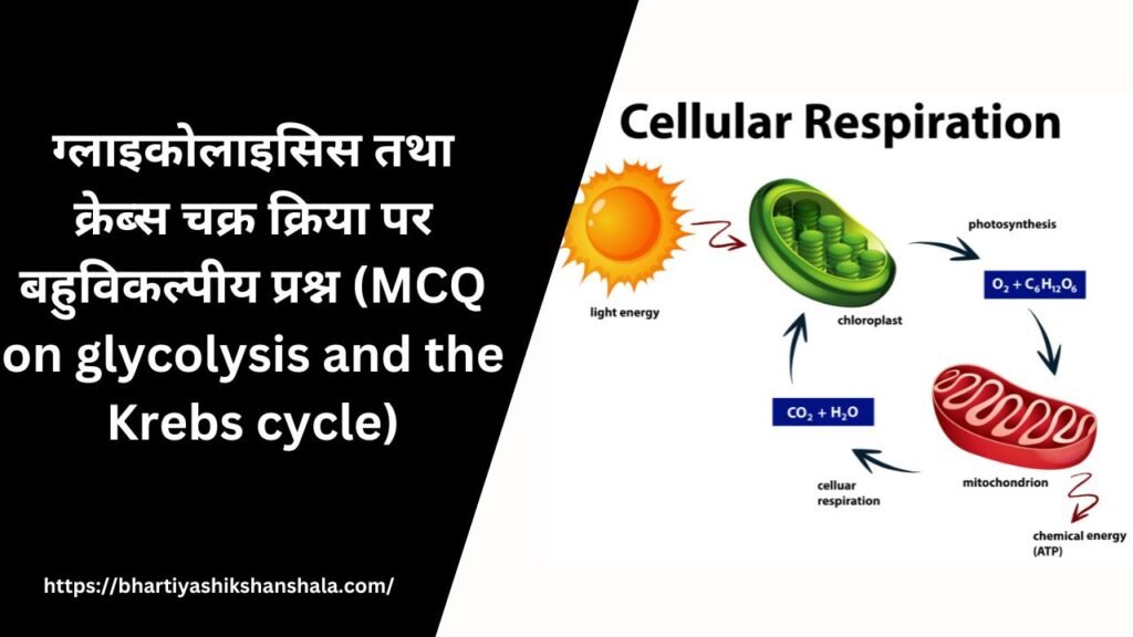 ग्लाइकोलाइसिस तथा क्रेब्स चक्र क्रिया पर बहुविकल्पीय प्रश्न (MCQ on glycolysis and the Krebs cycle)
