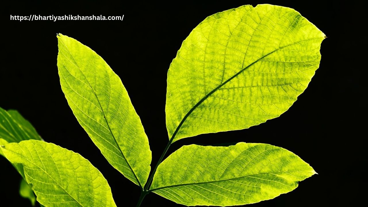 पत्ती पर बहुविकल्पीय प्रश्न (Multiple-choice questions on the leaf)