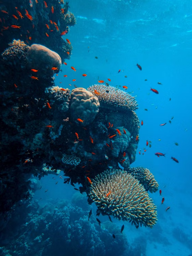 Coral Reefs क्या होते हैं? यह कैसे बनते हैं?