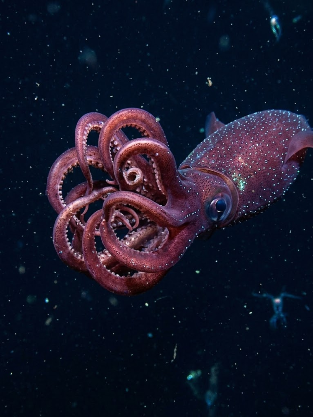 गहरे समुद्र में squids अपनी भुजाओं को गोल क्यों मोड़ते हैं?